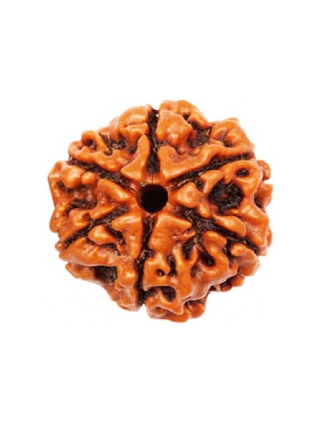 RAVIOUR LIFESTYLE Unisex Alloy 6 Mukhi Nepali Original Rudraksha Pendants - view 1